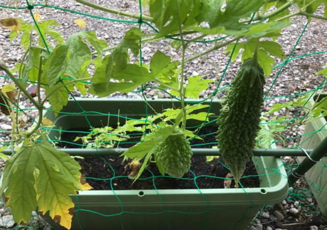 ひだまりカフェでゴーヤ